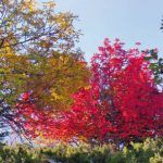 Enrique GarciÌa Bravo 6